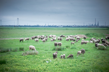 Obraz premium Flock of sheep grazing on beautiful green meadow under blue cloudy sky. Sheep in nature