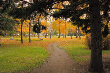 pine branch over the walkway in the park in autumn