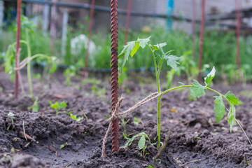 small tomato bush in the garden. Seedlings on the garden environmentally friendly products