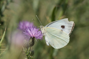 butterfly and flowers