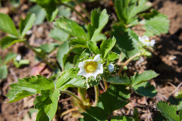 Strawberry plant blooms in the garden. Blooming strawberries. Garden strawberries growing in the garden. Strawberry bushes in the garden, background. Fragaria vesca blooms with white flowers.