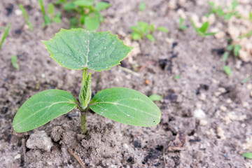 Cucumber bush in the garden. copy space
