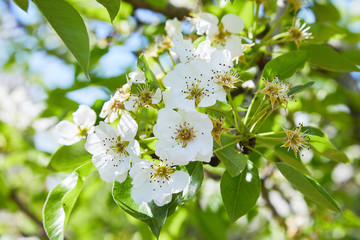 Pear blossom and spring season. Pear tree in bloom. Blurred background. Pear blossom in early spring