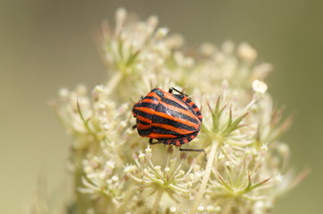 macro photography
