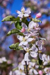 Blossoming apple tree in spring. Apple blossom, apple tree in garden