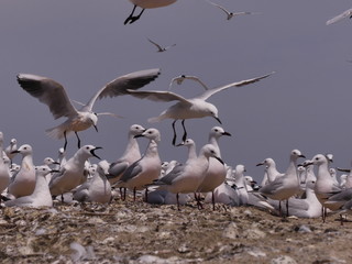 The slender-billed gull (Chroicocephalus genei) - medium-sized fish-eating gull inhabiting the waters of Eurasia and Africa