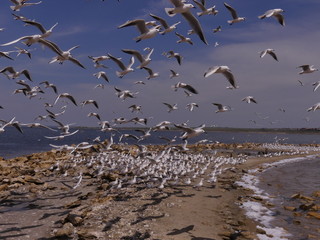 The slender-billed gull (Chroicocephalus genei) - medium-sized fish-eating gull inhabiting the waters of Eurasia and Africa