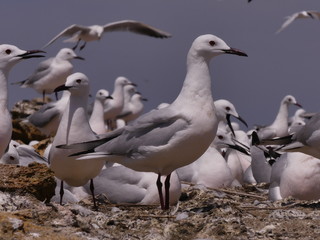 The slender-billed gull (Chroicocephalus genei) - medium-sized fish-eating gull inhabiting the waters of Eurasia and Africa