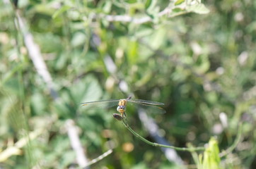 dragonfly and plants