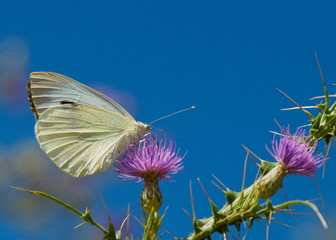 butterfly and purple flowers
