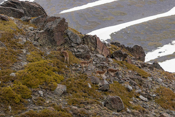 Ibex on rocks