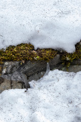 stones thawed from under snow in early spring