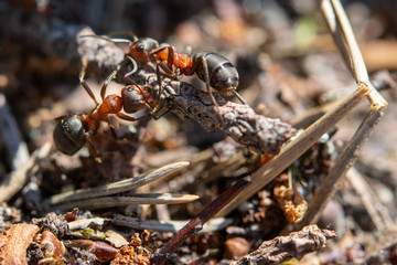 ants on a branch close-up