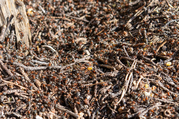 ants on the anthill in the spring
