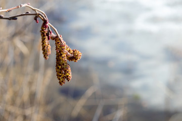 catkins of a birch in spring