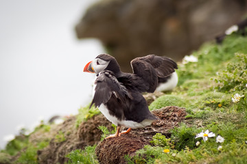 Puffin Bird Wildlife