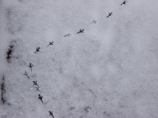 Traces of birds in the snow.