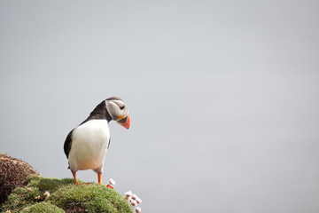 Puffin Bird Wildlife
