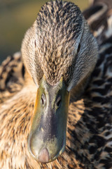 Wild duck floating on the water near the shore	