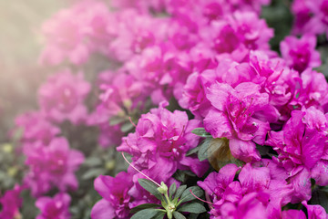 Azalea flowers. Pink azalea