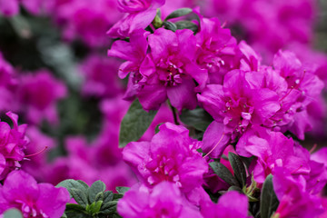 Obraz premium Azalea flowers. Pink azalea