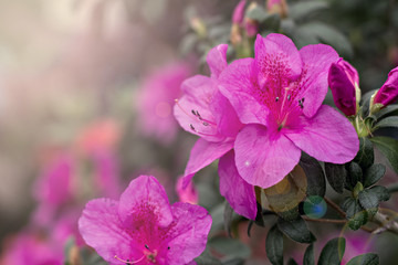 Azalea flowers. Pink azalea