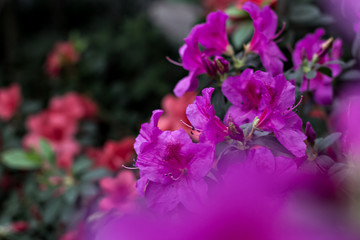 Azalea flowers. Pink azalea