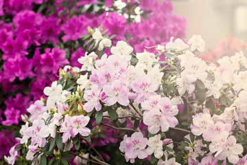 Azalea flowers. Pink azalea