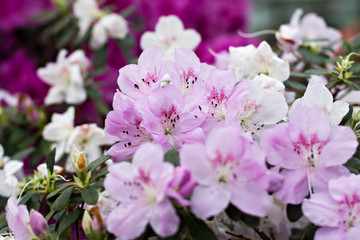 Azalea flowers. Pink azalea