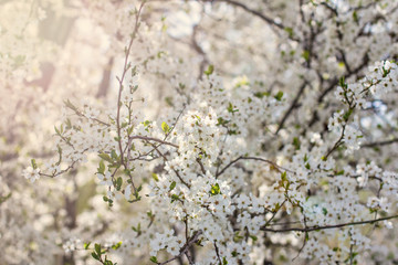 A blossoming tree is a plum. Flowering tree.