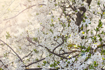 A blossoming tree is a plum. Flowering tree.