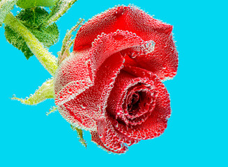 A wonderful rose in air bubbles. Macro on a blue background