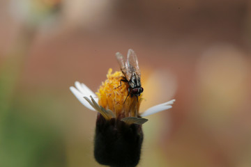 Insects on flowers macro Grass Flower close up