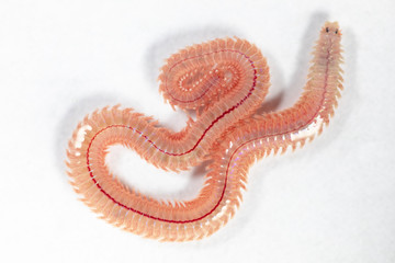 Sand Worm (Perinereis sp.) is the same species as sea worms (Polychaete), Living in a beach area...