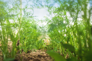 Dill, fennel close-up in a row in the garden. Bright photo. The concept of gardening, cultivation, home gardens. Original perspective. Greenery.