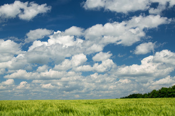 Green wheaten sprouts in the field and cloudy sky. Bright spring landscape.