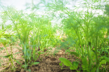 Dill, fennel close-up in a row in the garden. Bright photo. The concept of gardening, cultivation,...