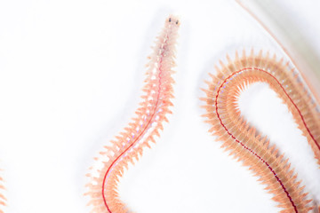 Sand Worm (Perinereis sp.) is the same species as sea worms (Polychaete), Living in a beach area with relatively shallow water levels for education in laboratory.