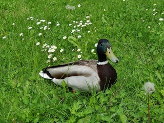 duck on the grass