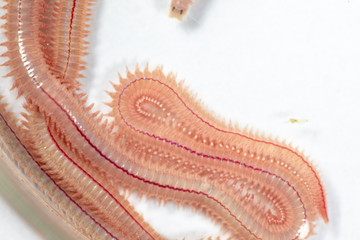 Sand Worm (Perinereis sp.) is the same species as sea worms (Polychaete), Living in a beach area...