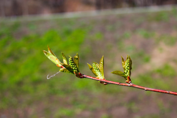 buds on a tree branch