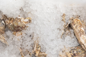 Seafood on ice at the market.