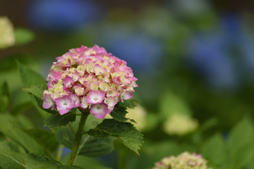 晴れ間に咲く紫陽花
