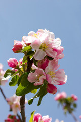 flowering apple tree in spring