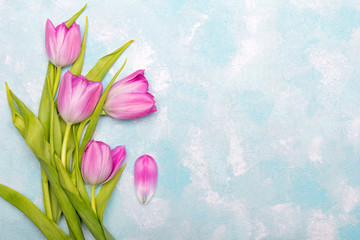 Tulip flowers on blue  background, copy space. A beautiful spring bouquet of pink flowers