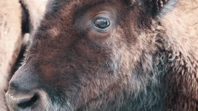 bison eye close up slow motion