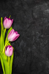 Tulip flower on dark background, copy space. A beautiful spring bouquet of pink flowers