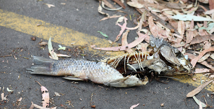 Toter Fisch Fischkopf Fischskelett am Strand