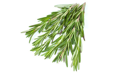 Fresh green rosemary twig on white background