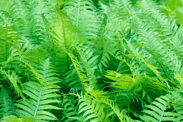 Bright juicy green fern bushes as a background